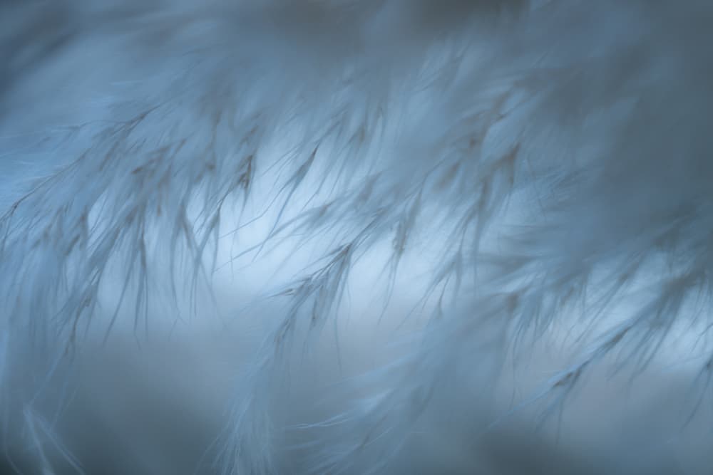 Soft Dreamy Feathers by Satoshi Hatsumori — canvas wall art