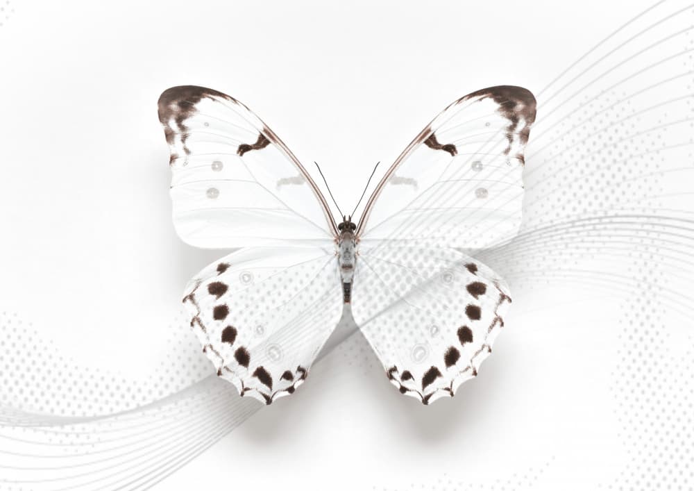 Elegant White Butterfly by Alyson Fennell — canvas wall art