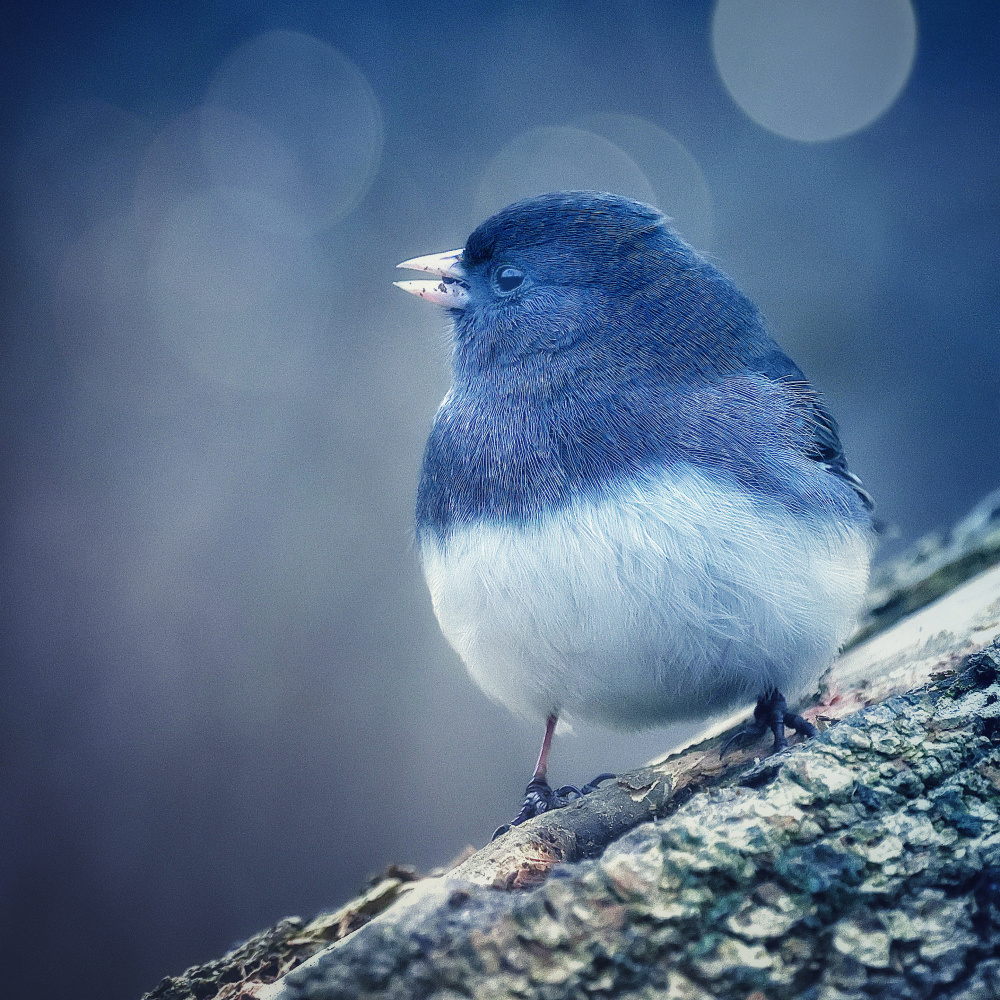 Serene Winter Junco by Molly Fu APA — canvas wall art