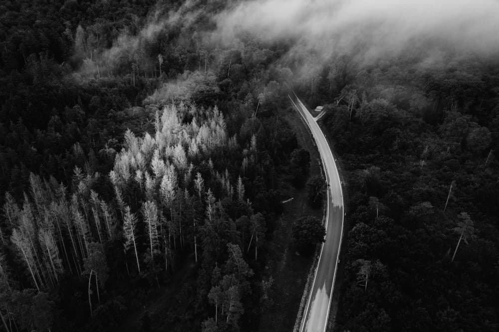 Foggy Forest Road by Adam Dauria ☂ — canvas wall art