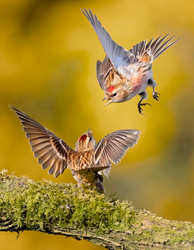 Redpoll Birds Landing by Hugh Wilkinson — canvas wall art