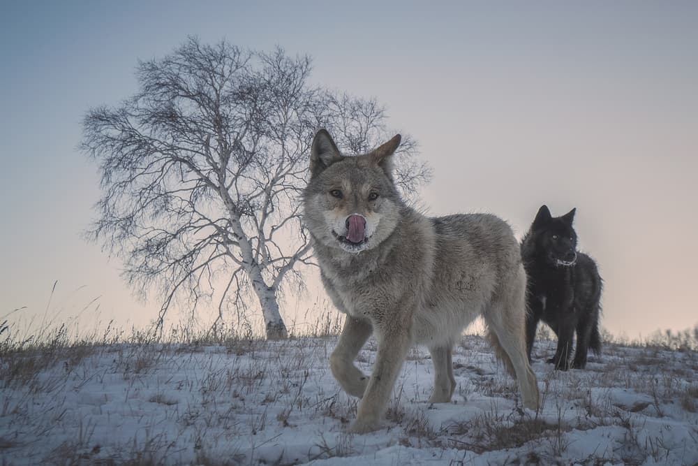 Majestic Winter Wolves by TIANQI — canvas wall art
