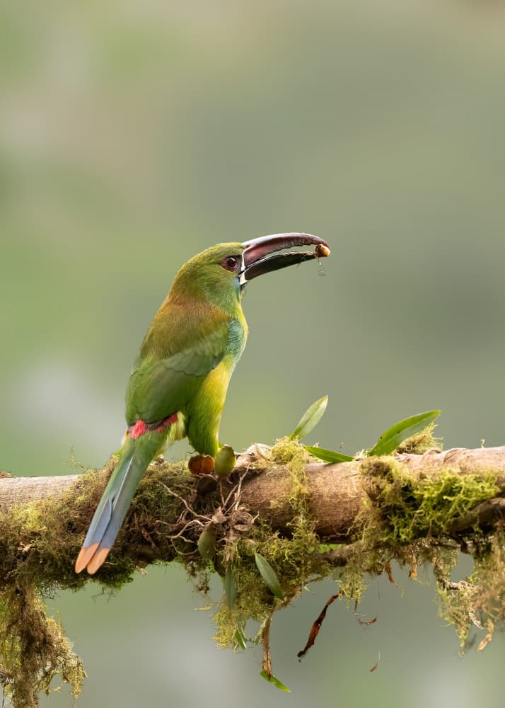 Vibrant Jungle Toucanet by Bill Lu — canvas wall art