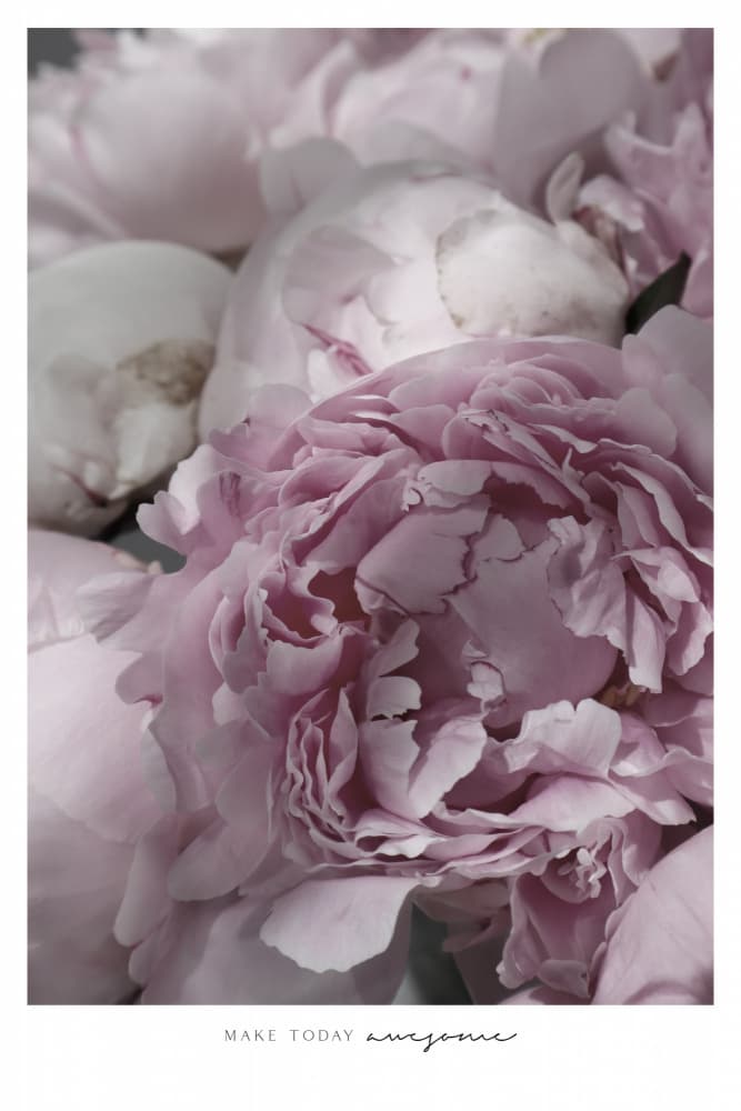 Soft Pink Peonies by Rosana Laiz Blursbyai — canvas wall art