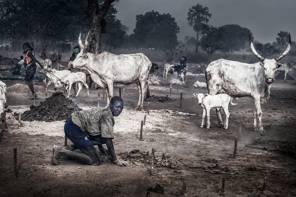 African Cattle Village Life by Joxe Inazio Kuesta Garmendia — canvas wall art