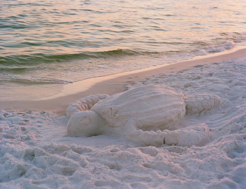 Sand Turtle Sunset by Bethany Young — canvas wall art