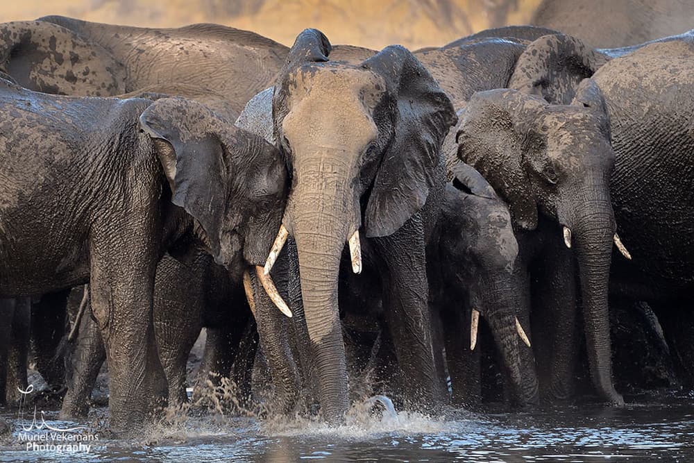 African Elephants Bathing by Muriel Vekemans — canvas wall art