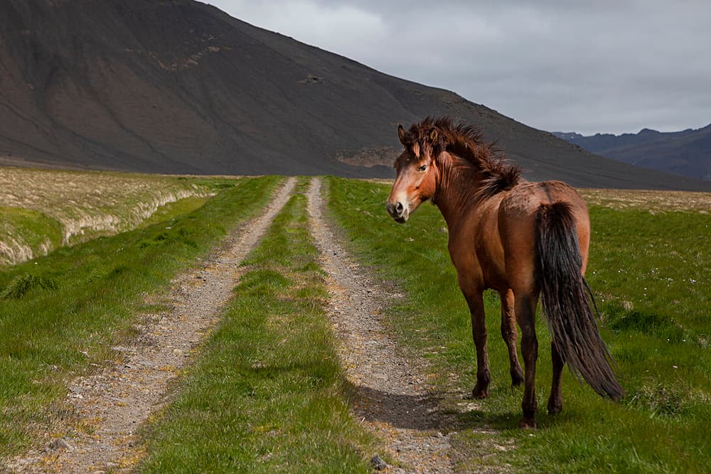 Wild Horse on Road by Þorsteinn H. Ingibergsson — canvas wall art