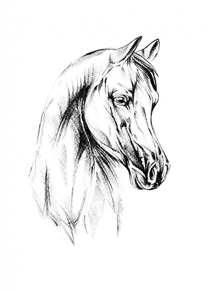 Majestic Arabian Horse by Kulik — canvas wall art