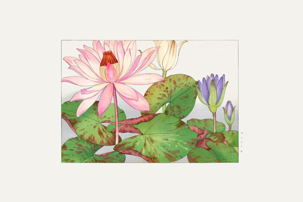 Nymphaea Lotus No.1 by Tanigami Konan — canvas wall art