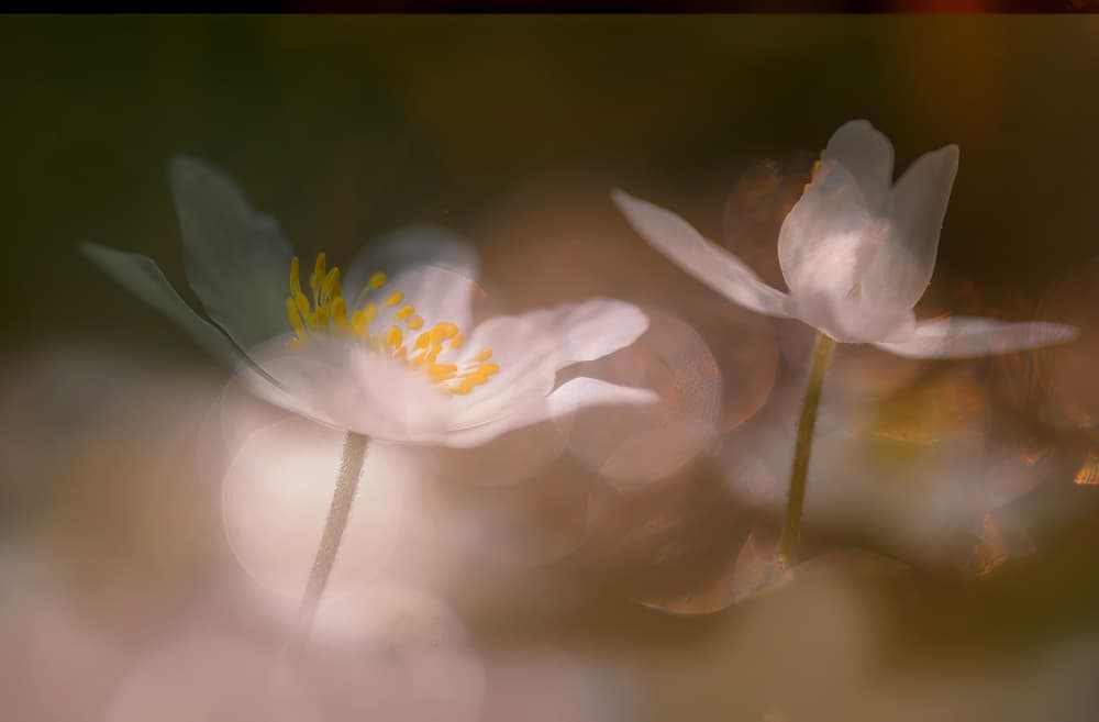 Delicate White Blooms by Ylva Sjögren — canvas wall art