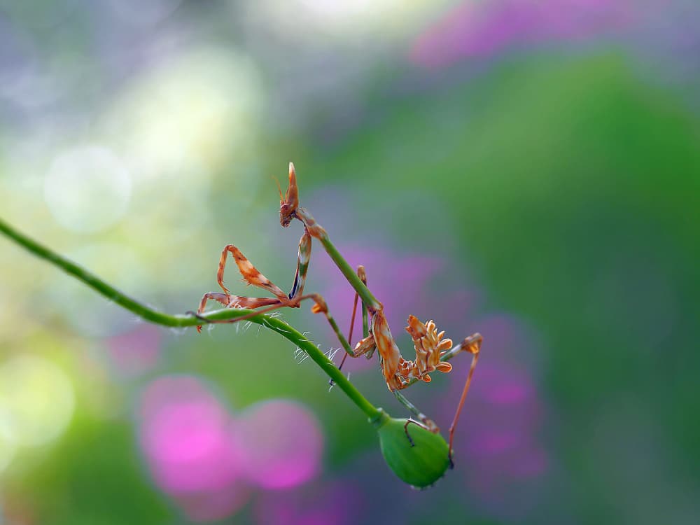 Orchid Mantis Serenity by Thierry Dufour — canvas wall art