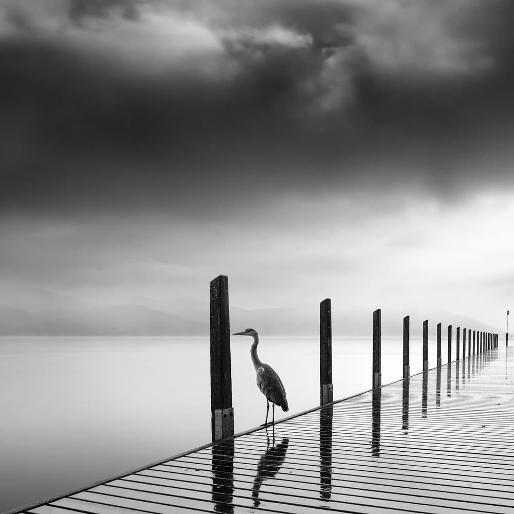 Heron on a Pier by George Digalakis — canvas wall art