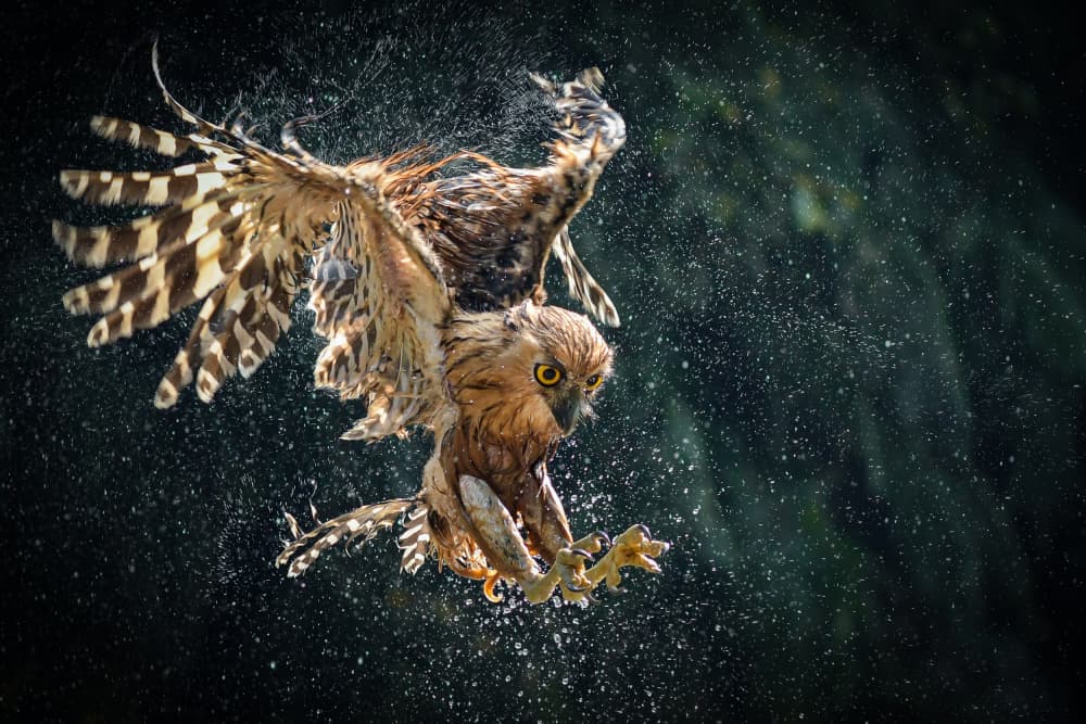 wet landed by Ajar Setiadi — canvas wall art