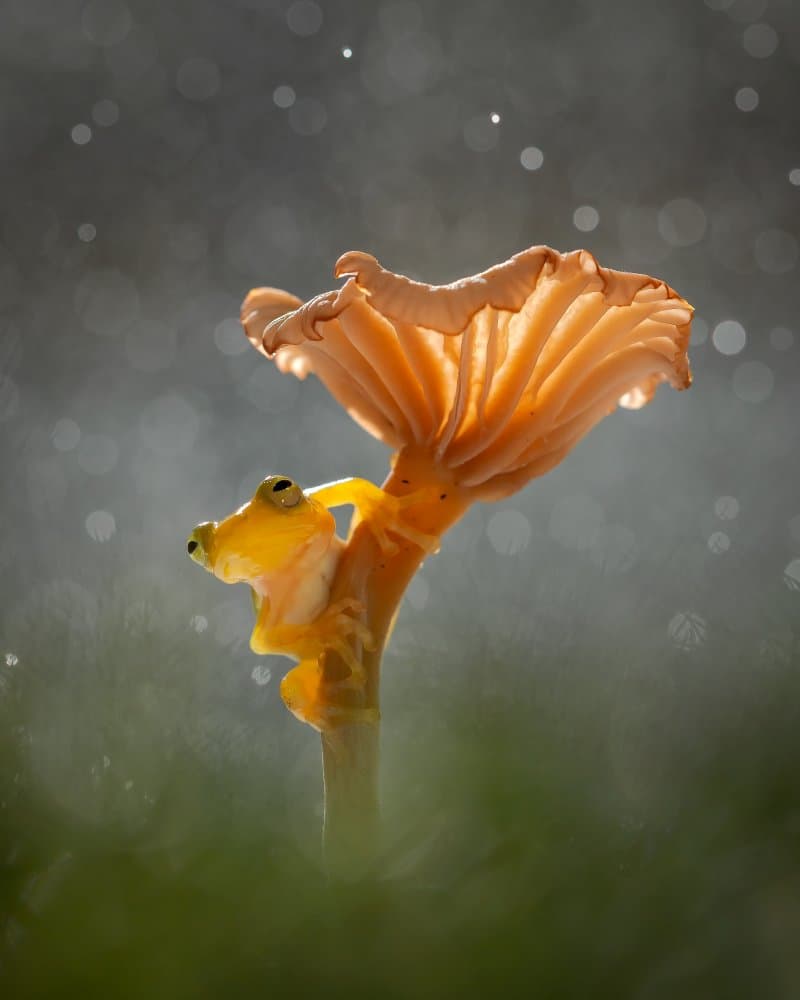 Enchanting Mushroom Frog by Fira Mikael — canvas wall art