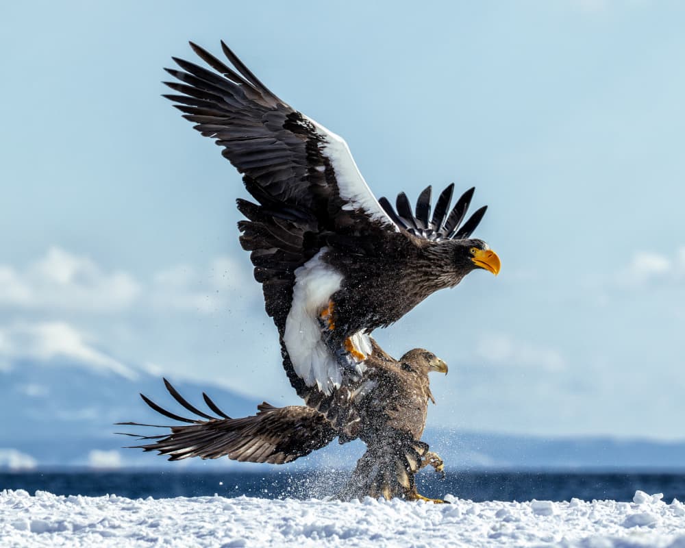 Winter Eagle Confrontation by Siyu_Wei APA — canvas wall art
