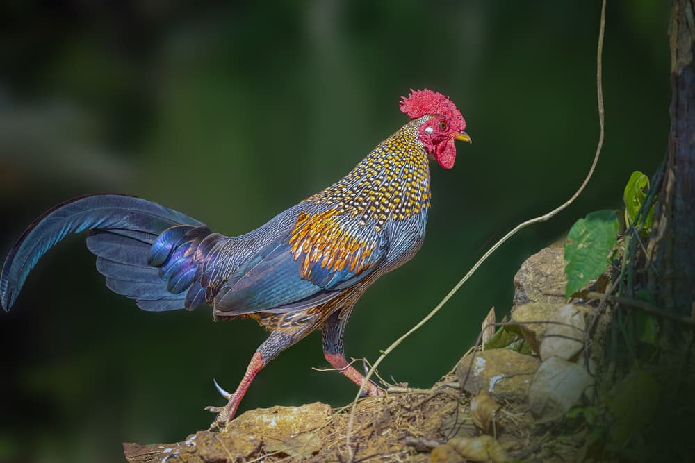 Majestic Junglefowl by Rahul Wedpathak — canvas wall art