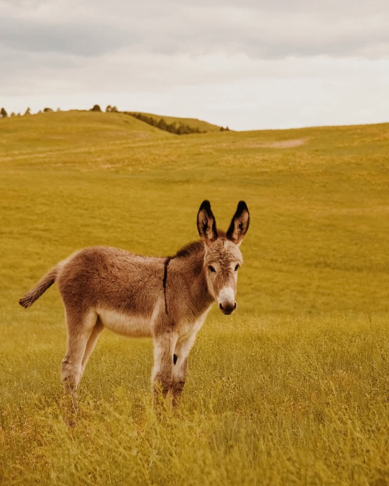 Baby Donkey in Golden Field by Del Mundo Imagery — canvas wall art