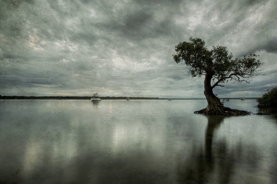 Moody Lone Tree by Mel Brackstone — canvas wall art