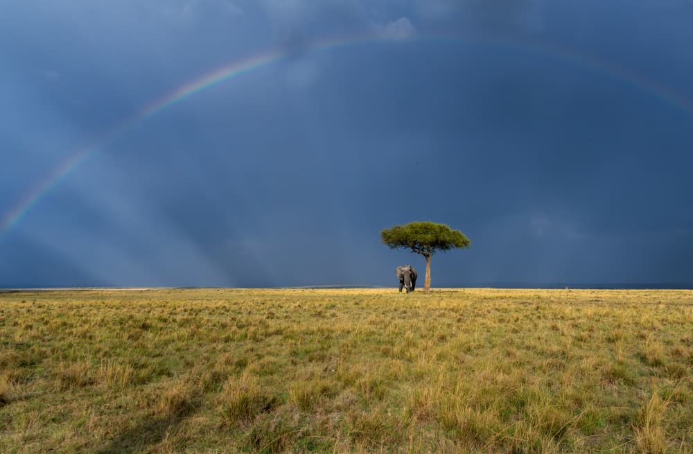 Elephant Under Rainbow by Anita Singh — canvas wall art