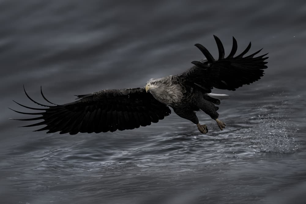 Powerful Eagle Flight by Qing Zhao — canvas wall art