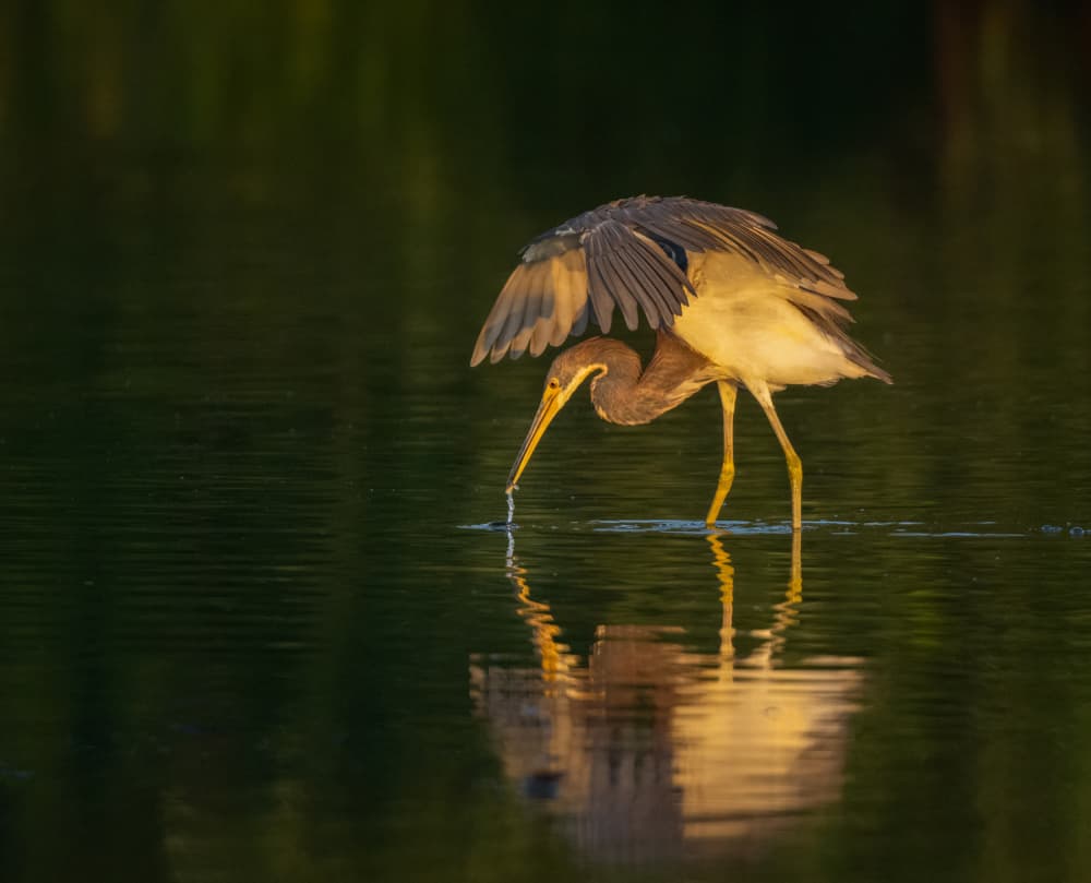 Heron Fishing Reflection by Liwen Tao — canvas wall art