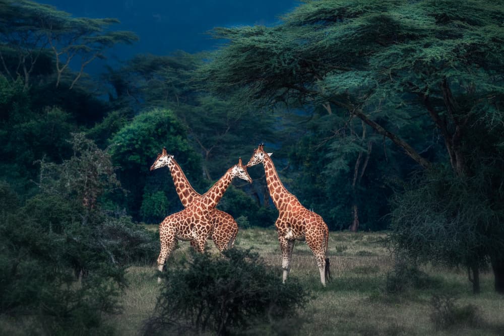 Three Giraffes Night Safari by Allen SDCA — canvas wall art