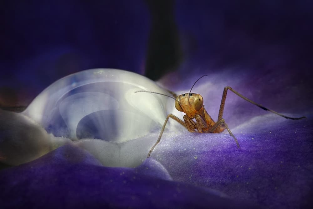 Praying Mantis Purple Droplet by Jimmy Hoffman — canvas wall art