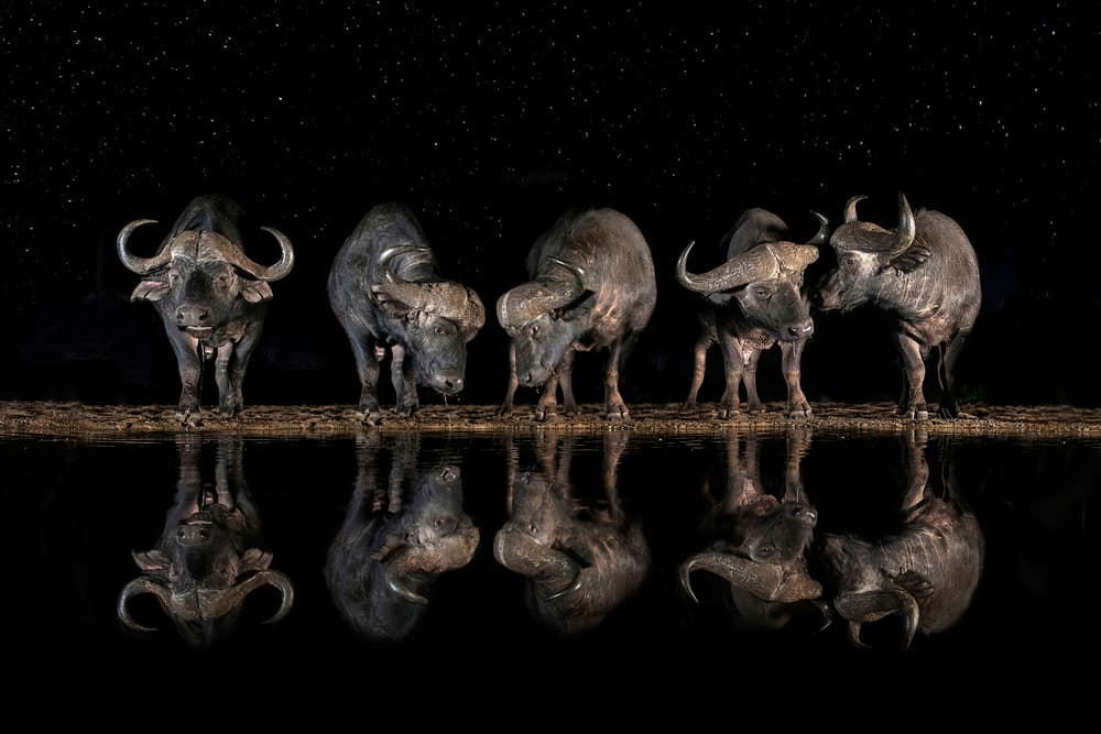 Night Buffalo Reflections by Xavier Ortega — canvas wall art