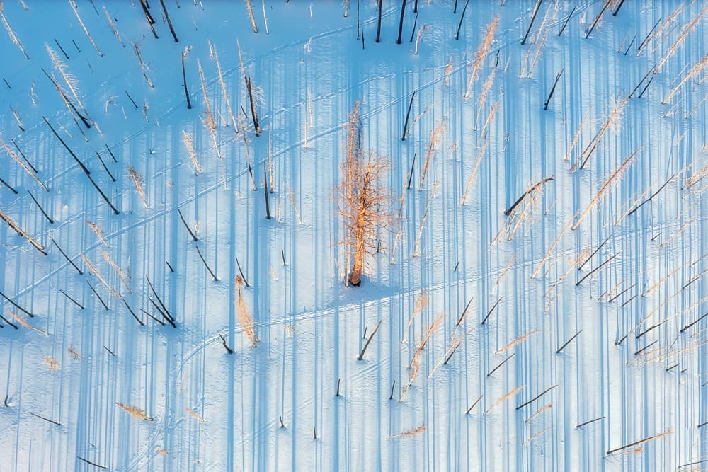 Golden Larch Shadows by Mei Xu — canvas wall art