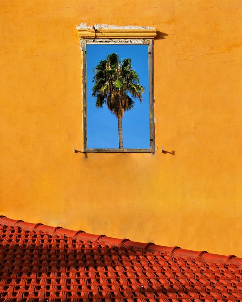 Orange Wall Palm Window by Arnon Orbach — canvas wall art
