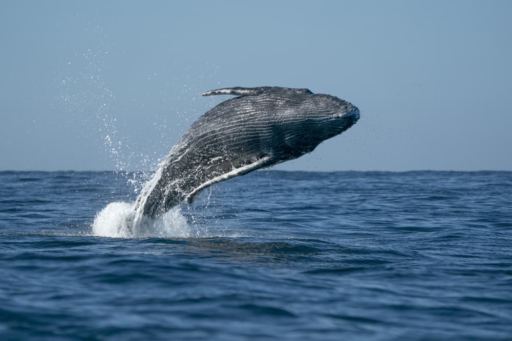 Humpback Whale Breaching by Andrea Izzotti — canvas wall art