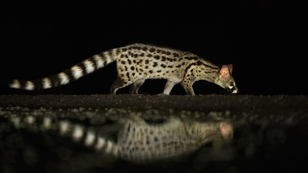 Nocturnal Genet Reflection by Jennifer Lu — canvas wall art