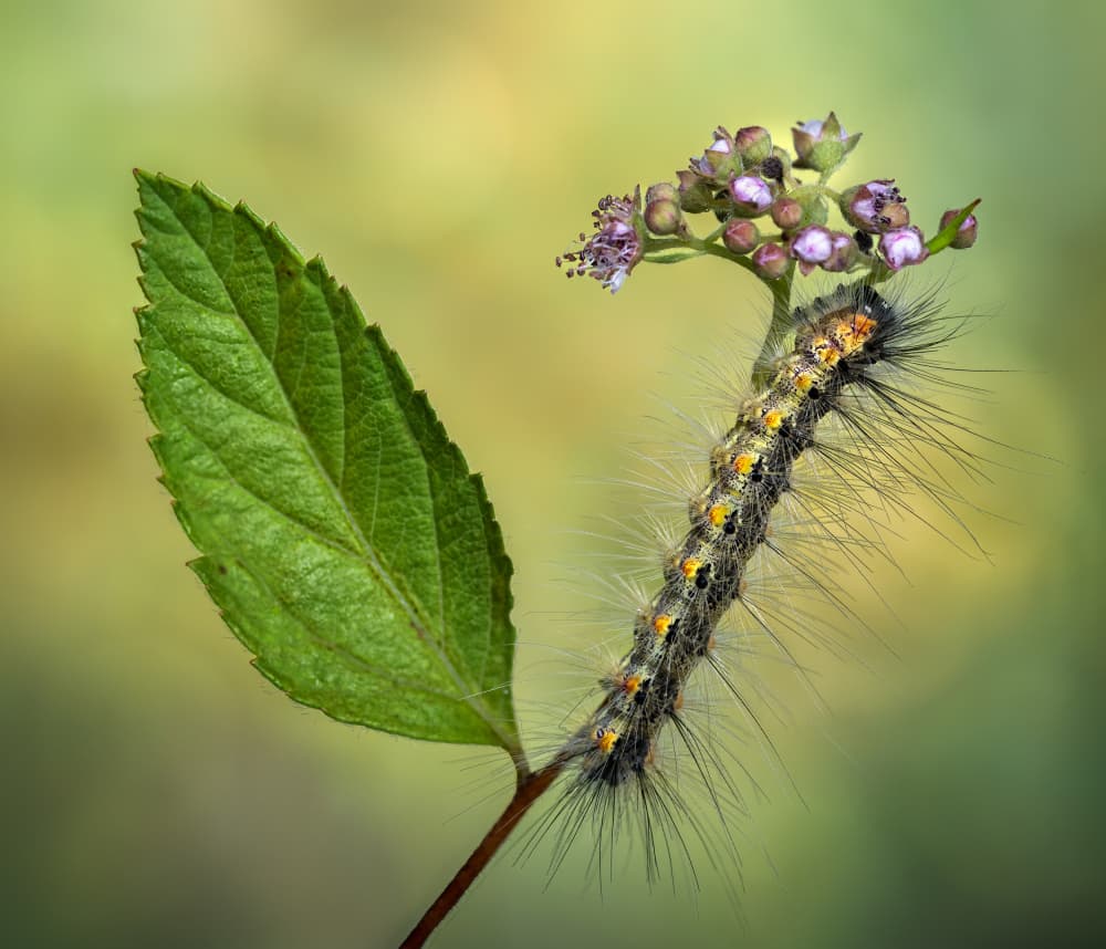 Caterpillar on Purple Flower by Atul Saluja — canvas wall art