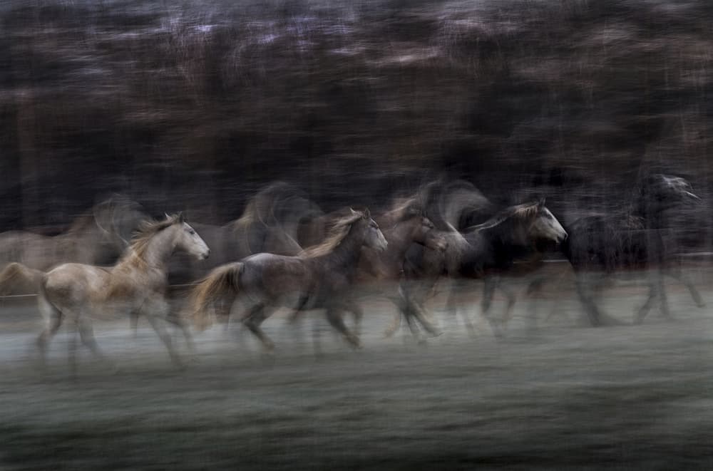 Horses In Motion by Milan Malovrh — canvas wall art