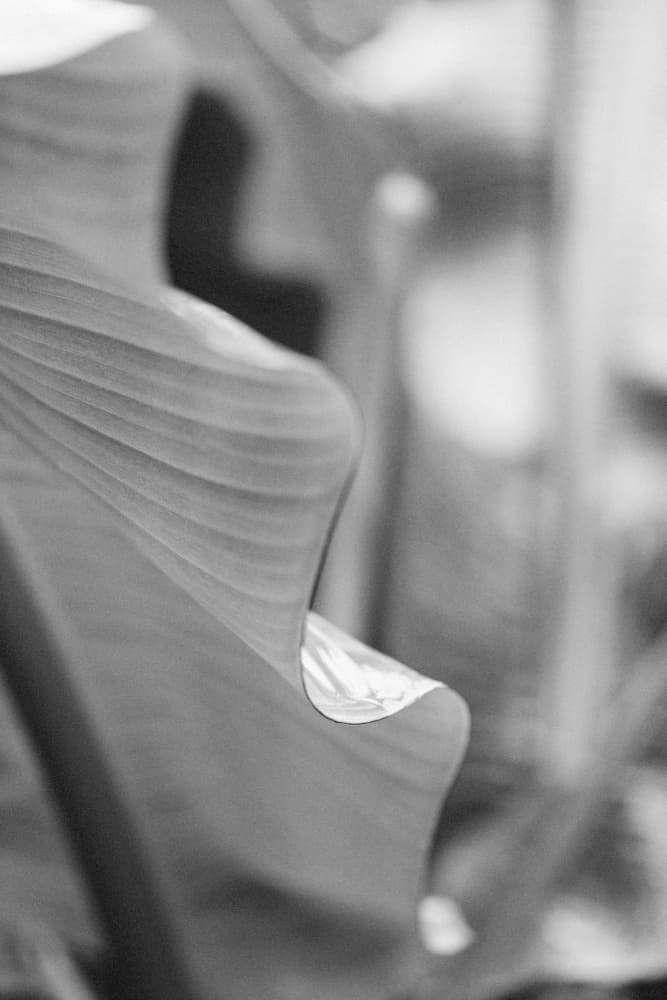 Curved Leaf Texture by Lynann Colligan — canvas wall art