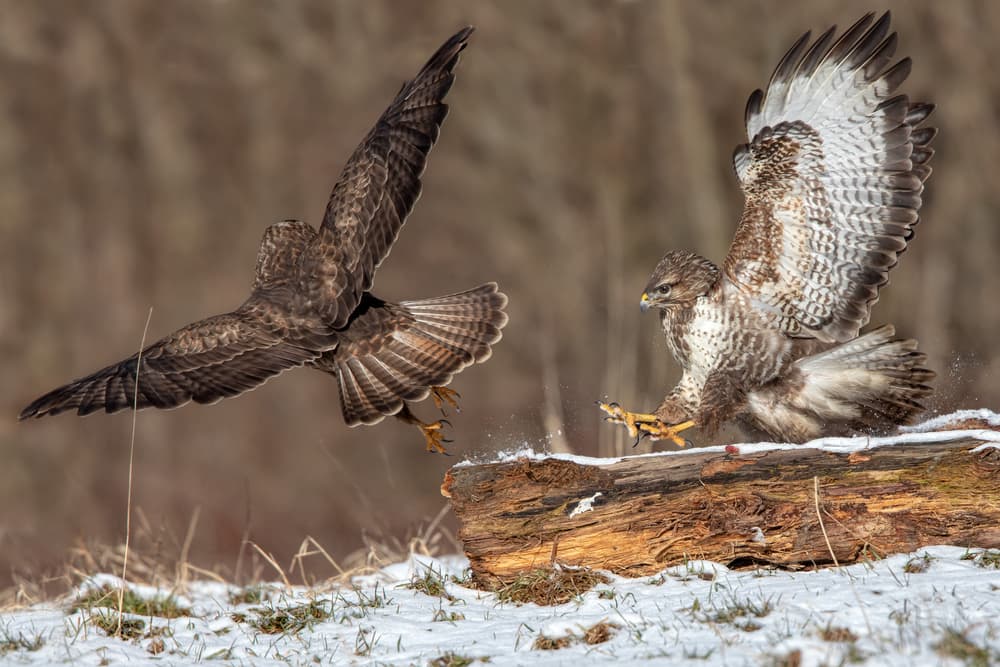 Buzzard Winter Encounter by Alessandro Catta — canvas wall art