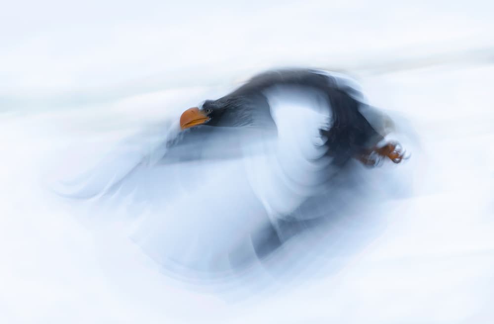 Abstract Eagle Flight by Cheng Chang — canvas wall art