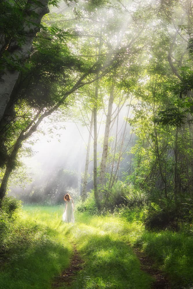 Sunlit Forest Path by Aidong Ning — canvas wall art