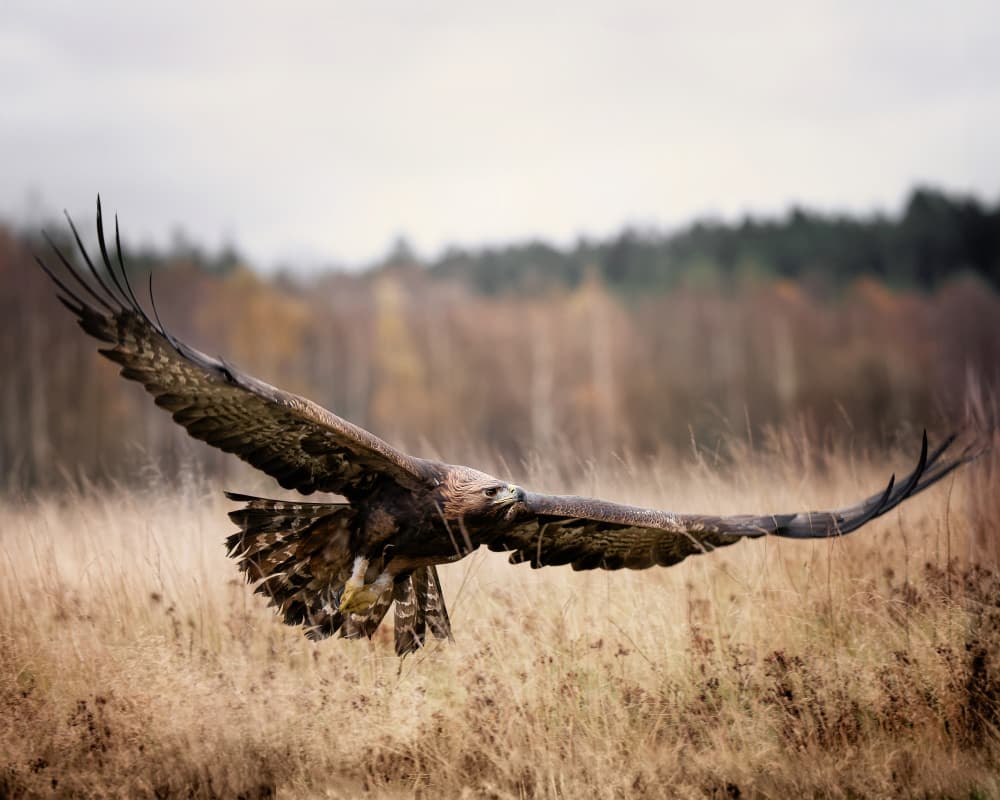 Golden Eagle Soaring by Michaela Firešová — canvas wall art