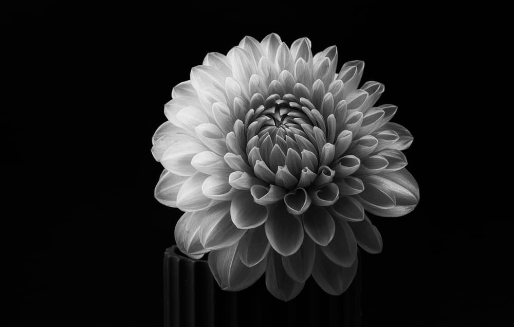 Striking Dahlia Bloom by Lotte Grønkjær — canvas wall art
