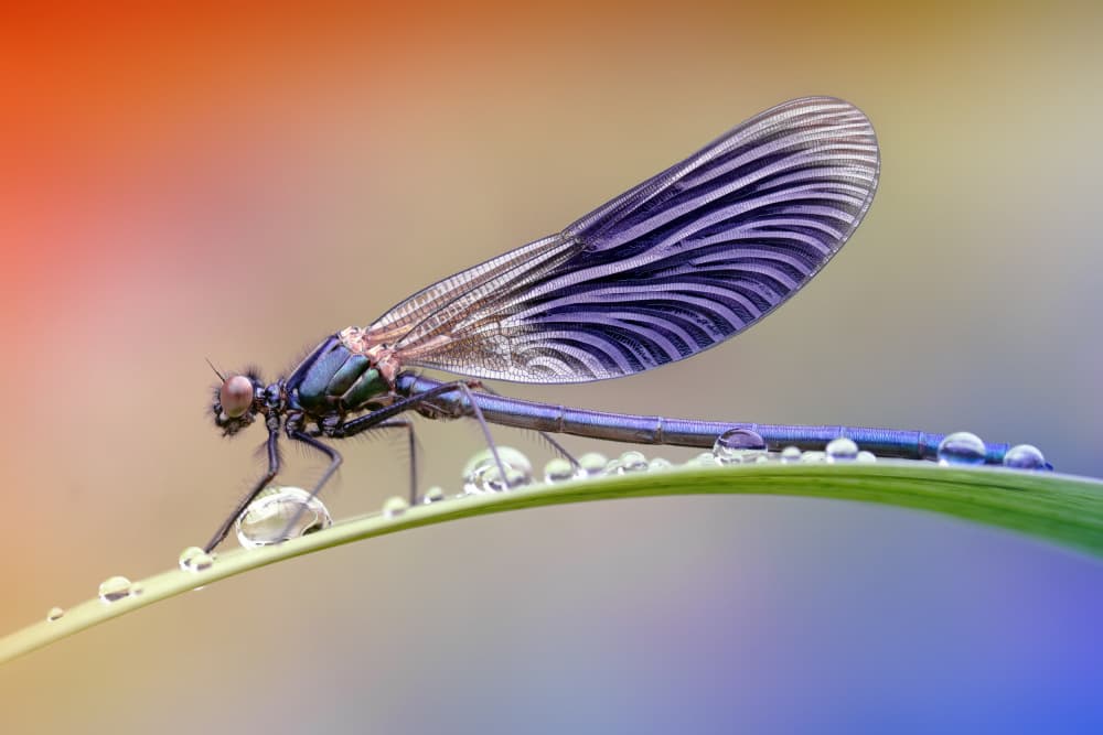 Jeweled Damselfly Morning by Fabrizio Daminelli — canvas wall art