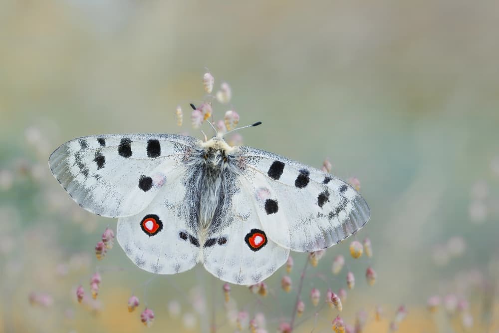 Graceful White Butterfly by Wil Mijer — canvas wall art