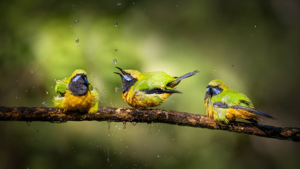 Vibrant Birds Splashing by tianhuayu — canvas wall art