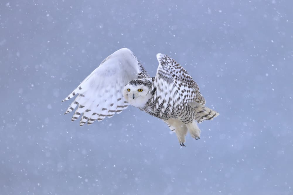 Snowy Owl Winter Flight by Gavin Lam — canvas wall art