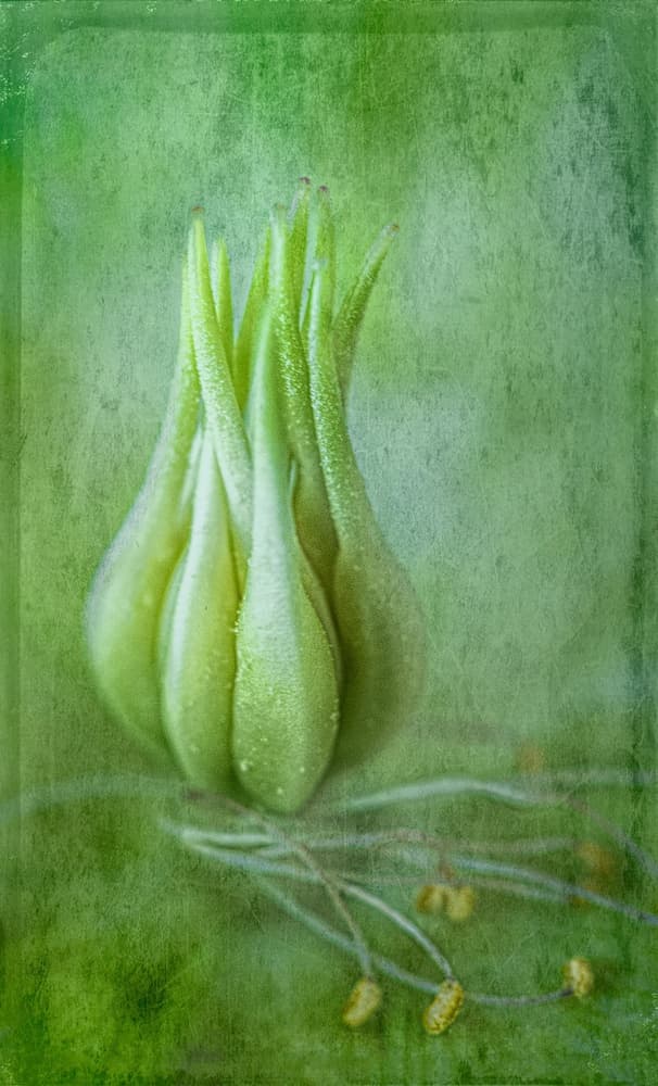 Delicate Green Bud by Ulrike Eisenmann — canvas wall art
