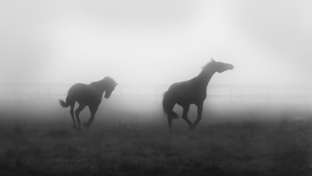 Misty Horses Running by Ulrike Eisenmann — canvas wall art