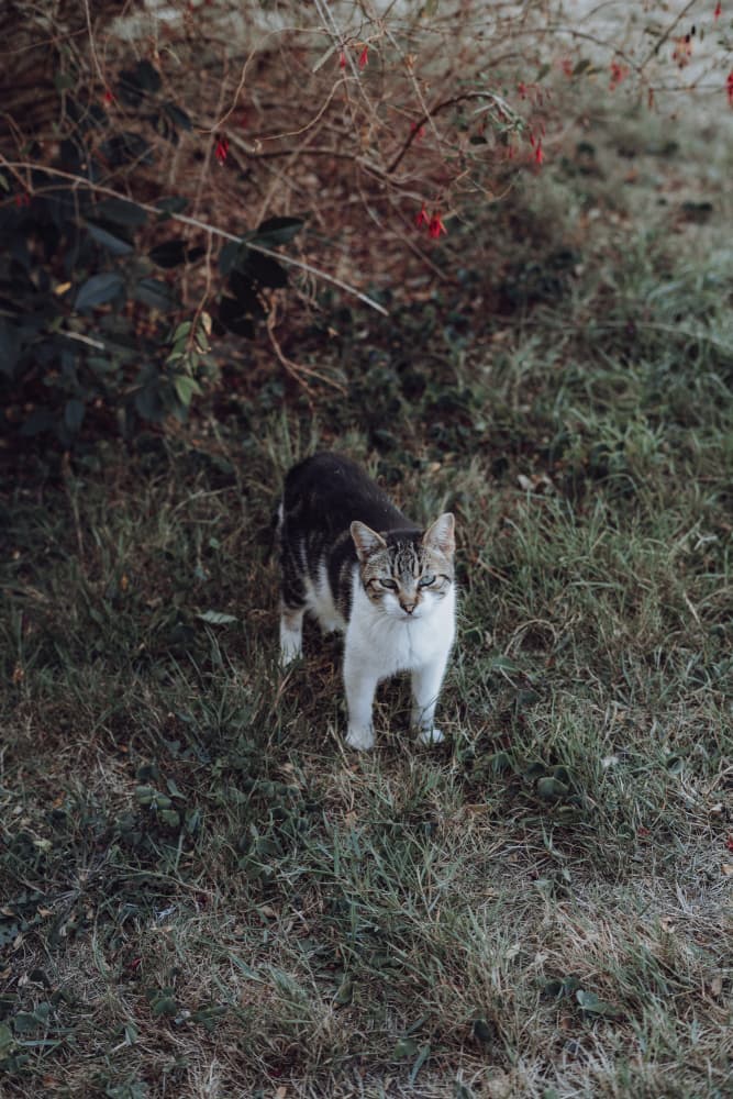 Curious Tabby Cat by Aimee Giles — canvas wall art