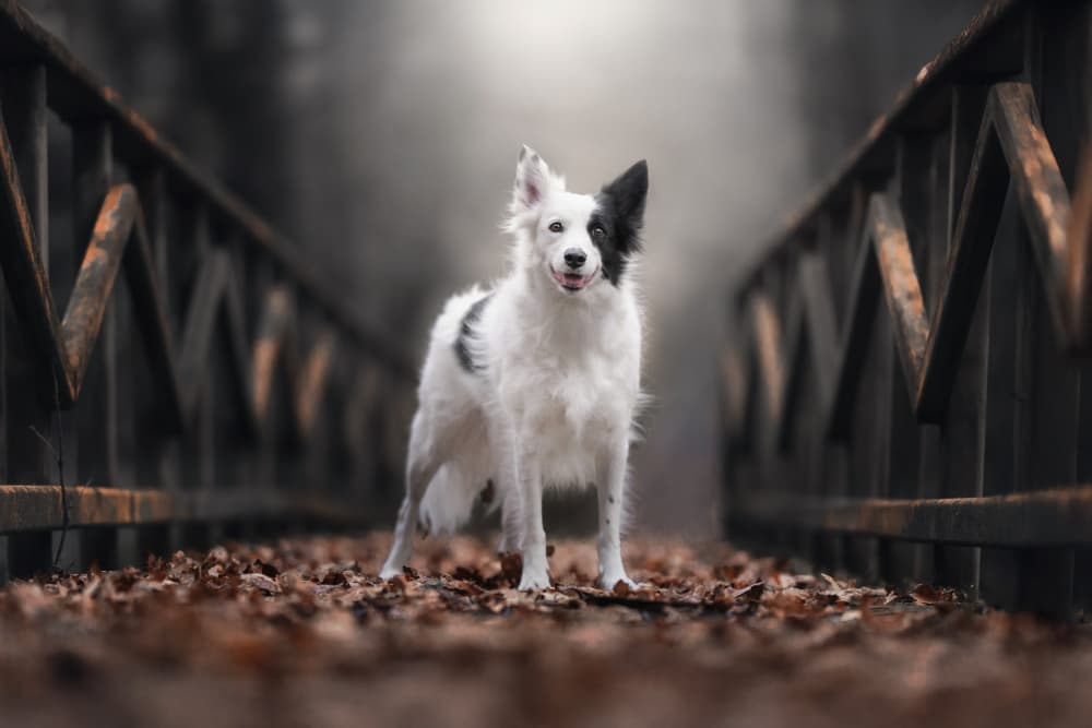 Happy Dog Autumn Bridge by Alfonso maseda varela — canvas wall art