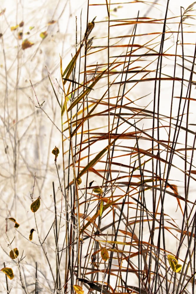 Golden Winter Reeds by Christina Sillen — canvas wall art